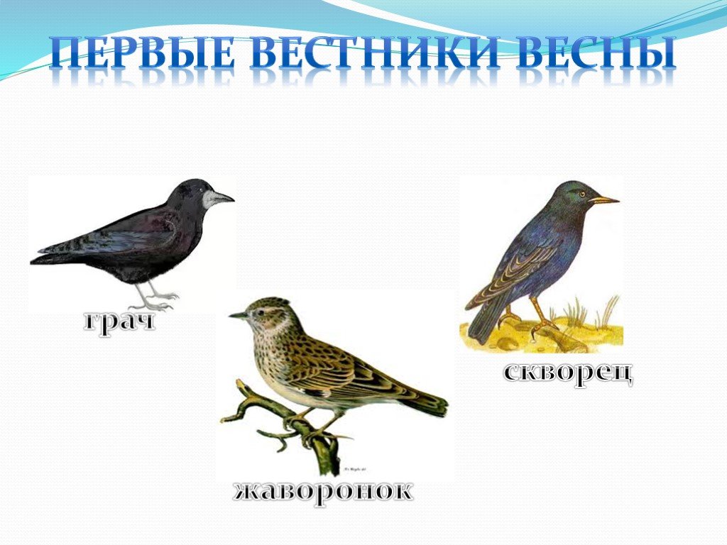 Прилетают птицы картинки для детей